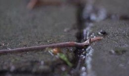 蚯蚓高清在线观看,高清在线观看带你走进神奇地下世界